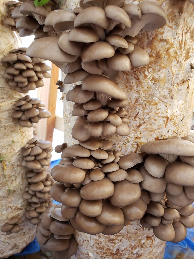 mushrooms