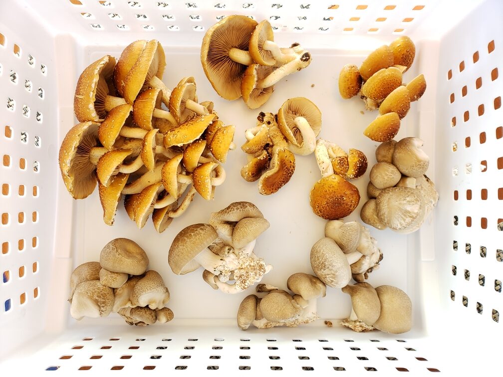 mushrooms